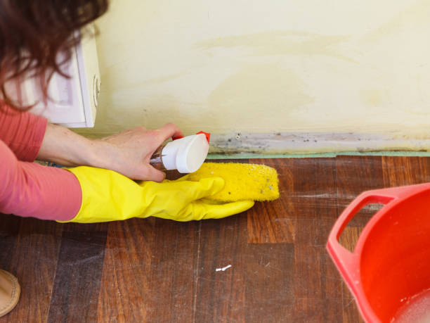 Why You Should Choose Our Mold Remediation Services in Cookeville, TN